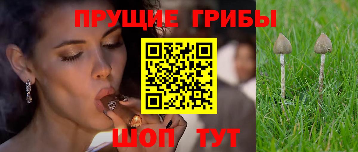Псилоцибиновые грибы Cubensis  Вход с VPN  Большой Камень 